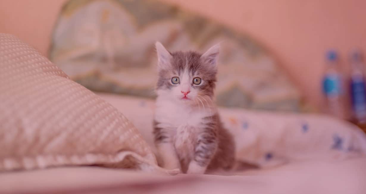 Petit Chaton Gris Clair sur un lit