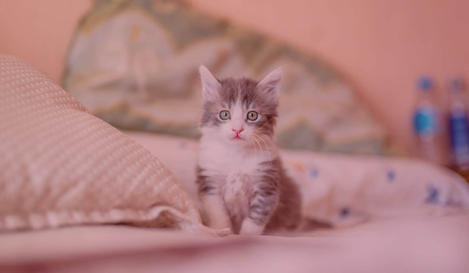 Petit Chaton Gris Clair sur un lit