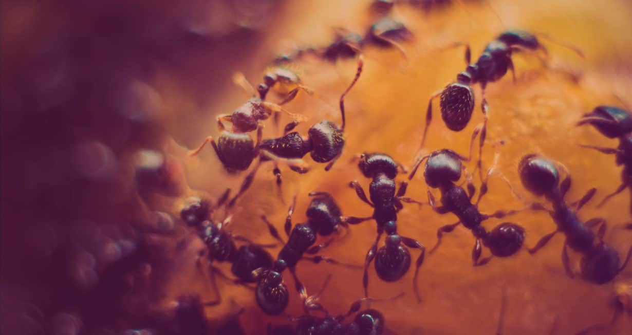 Photo de fourmis // Illustration La Roomcast #7: Comment innover en mode collaboratif ?