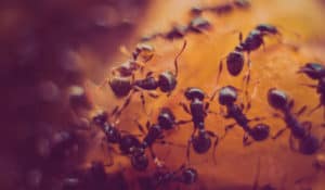 Photo de fourmis // Illustration La Roomcast #7: Comment innover en mode collaboratif ?